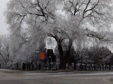Tip čitateľky: Mesto prišlo o krásny strom