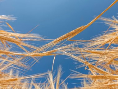 Objavte krásy nášho regiónu: Kukkónia – Žitný ostrov Objavte krásy nášho regiónu: Kukkónia – Žitný ostrov