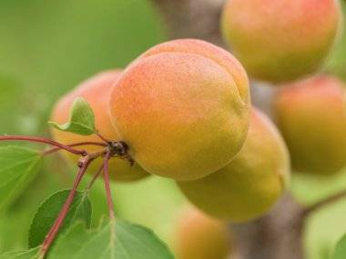 Objavte krásy nášho regiónu: Kukkónia – Žitný ostrov Objavte krásy nášho regiónu: Kukkónia – Žitný ostrov