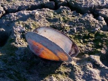 Foto čitateľky: Dunaj sa stratil… Foto čitateľky: Dunaj sa stratil…