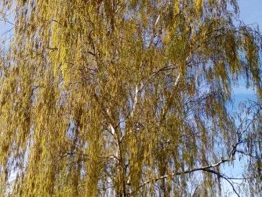 Foto: Počas jari je príroda nádherná