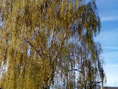 Foto: Počas jari je príroda nádherná