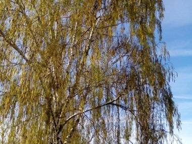 Foto: Počas jari je príroda nádherná