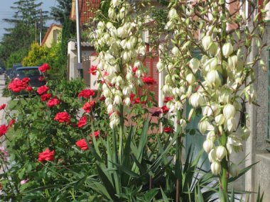Foto čitateľa: Toto je ozdoba mojej záhrady