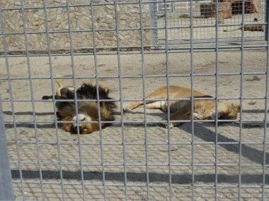 Malkia Park len pár minút od Šamorína sa stále zväčšuje Malkia Park len pár minút od Šamorína sa stále zväčšuje