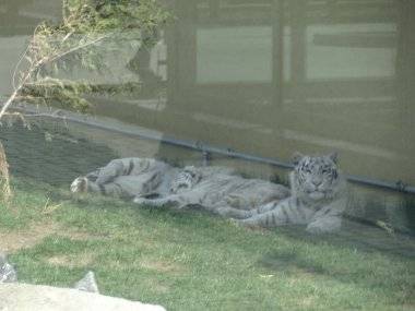 Malkia Park len pár minút od Šamorína sa stále zväčšuje Malkia Park len pár minút od Šamorína sa stále zväčšuje