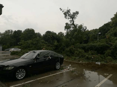 Mesto: Za padnutý strom nemôžeme