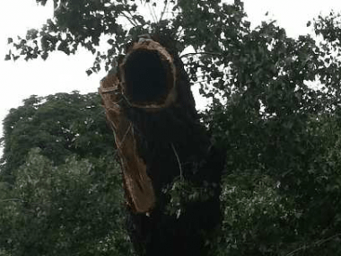 Mesto: Za padnutý strom nemôžeme