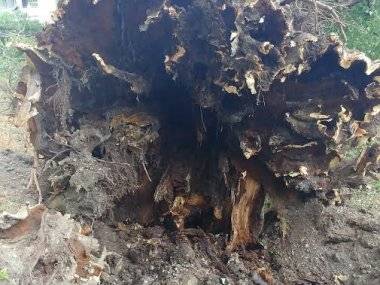 Mesto: Za padnutý strom nemôžeme