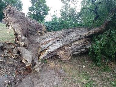 Mesto: Za padnutý strom nemôžeme