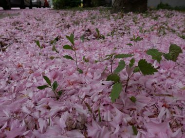 Foto čitateľa: Ružový koberec na Gazdovskom rade