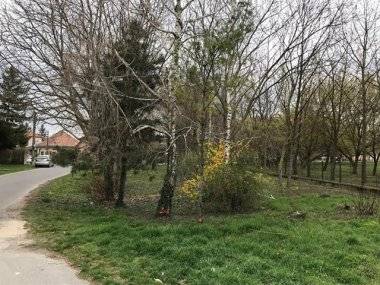 Vyrúbať kvôli škôlke 50 stromov?