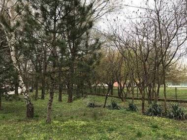 Vyrúbať kvôli škôlke 50 stromov?