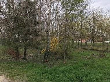 Vyrúbať kvôli škôlke 50 stromov?