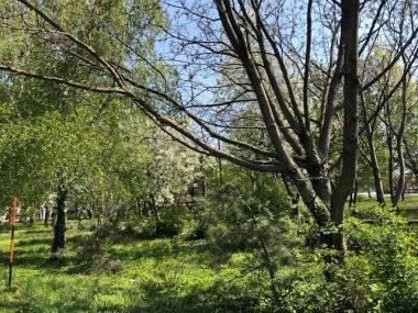 Vyrúbať kvôli škôlke 50 stromov?