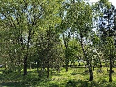 Vyrúbať kvôli škôlke 50 stromov?