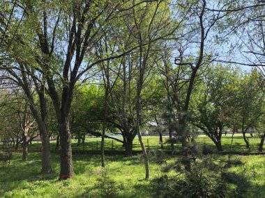 Vyrúbať kvôli škôlke 50 stromov?