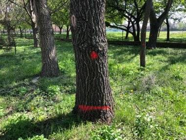 Vyrúbať kvôli škôlke 50 stromov?