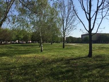 Vyrúbať kvôli škôlke 50 stromov?