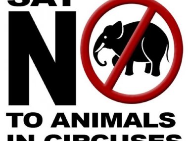 Protest proti podmienkam zvierat v cirkuse