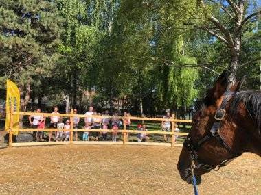 Zážitok, hra a inovatívne aktivity s koňmi v prírode