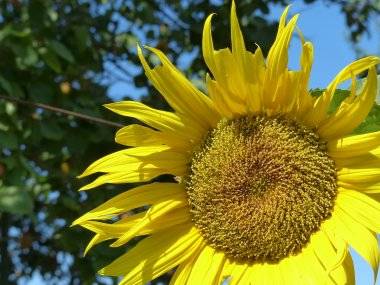 Foto čitateľa: Kvetinová nádhera