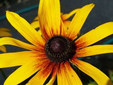 Foto čitateľa: Kvetinová nádhera