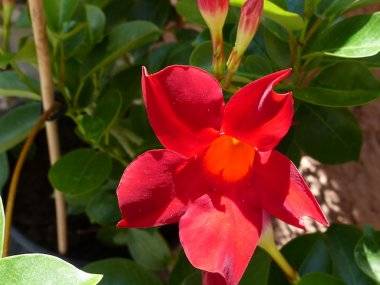 Foto čitateľa: Kvetinová nádhera