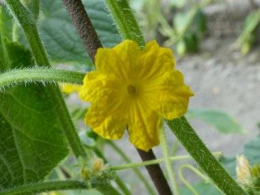 Foto čitateľa: Kvetinová nádhera