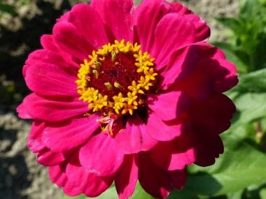 Foto čitateľa: Kvetinová nádhera