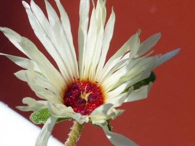 Foto čitateľa: Kvetinová nádhera