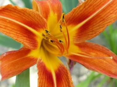 Foto čitateľa: Kvetinová nádhera