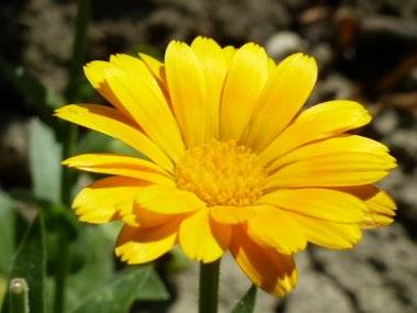 Foto čitateľa: Kvetinová nádhera