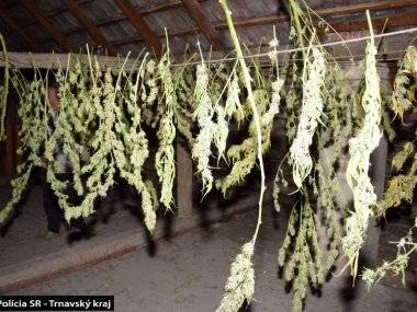 Veľkopestovateľovi marihuany hrozí 15 rokov