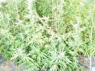 Veľkopestovateľovi marihuany hrozí 15 rokov