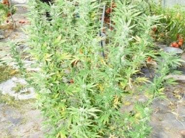 Veľkopestovateľovi marihuany hrozí 15 rokov