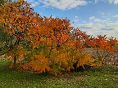 Foto čitateľky: Krásna jeseň v Mliečne