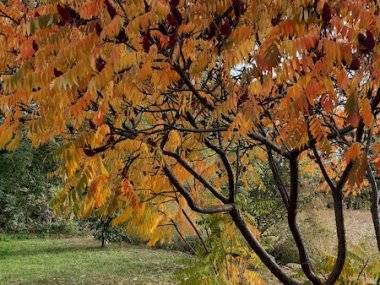 Foto čitateľky: Krásna jeseň v Mliečne