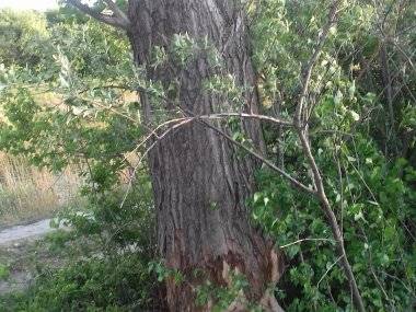 Tip čitateľa: Spadnutý strom pri priesakovom kanáli