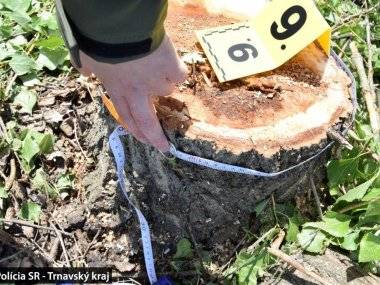 Ismeretlen tettesek 31 fát vágtak ki a vajkai tó mellett