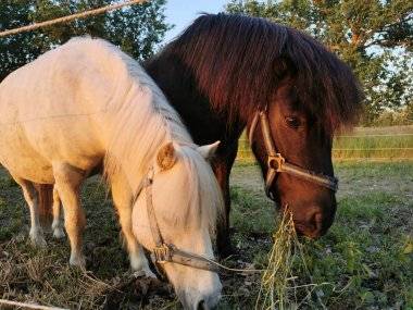 Nechajte sa zlákať cvalom koní a atmosférou pravého ranča so zvieratkami v krásnom areáli
