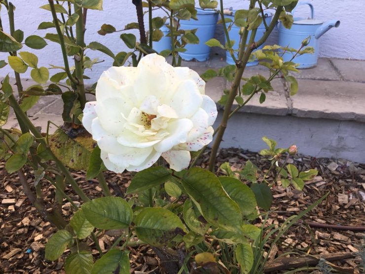 14876281_1141777812524959_1315632020_o