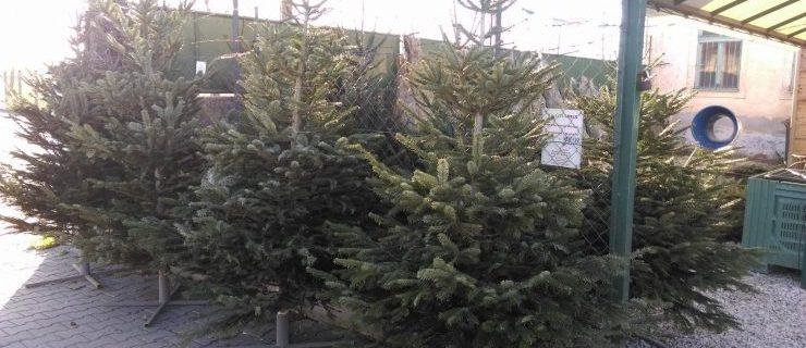 15322486_1251840954891405_556373239_o