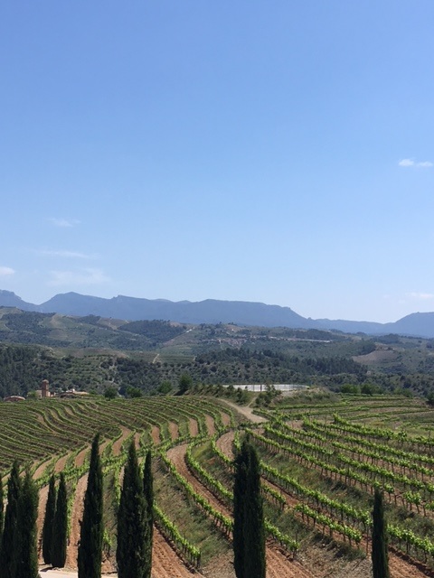 vina